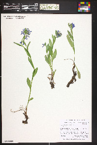 Mertensia lanceolata image