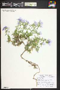 Phlox bifida image