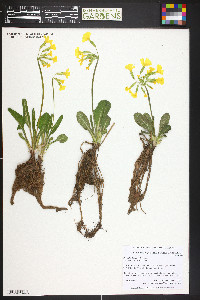 Primula sikkimensis image