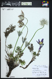 Pulsatilla patens image