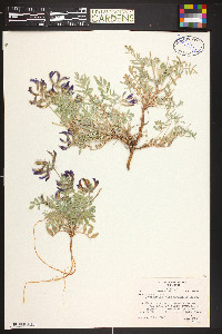 Astragalus missouriensis image