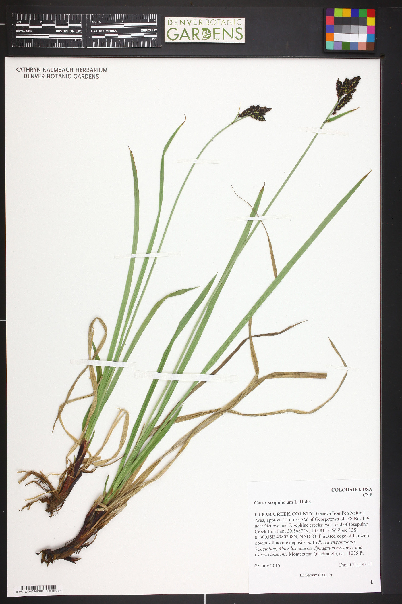 Carex scopulorum var. bracteosa image