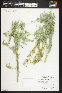 Astragalus drummondii image