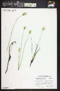 Agoseris parviflora image