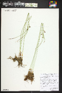 Juncus balticus subsp. balticus image