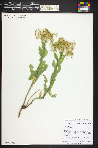 Lepidium chalepensis image