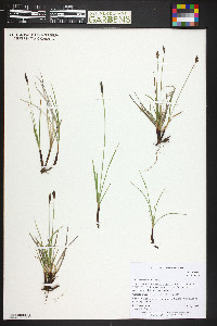 Carex scirpoidea image