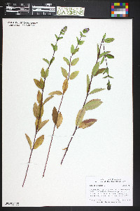 Mentha × piperita image