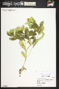 Senecio fremontii image