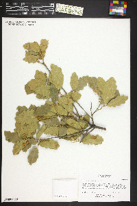 Quercus x undulata image