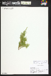 Juniperus communis var. depressa image