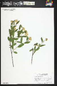 Ceanothus herbaceus image