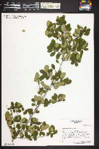 Erythroxylum rotundifolium image