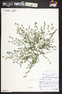 Euphorbia glyptosperma image