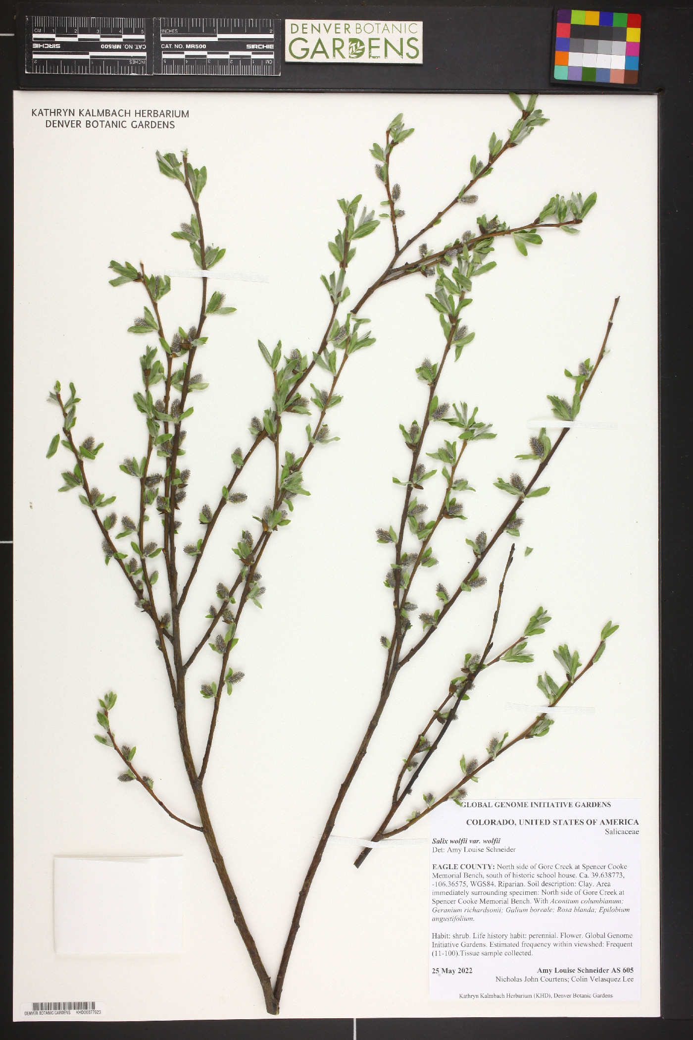 Salix wolfii image