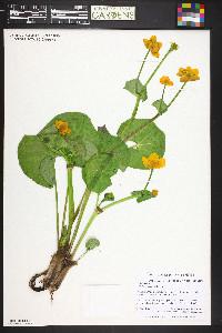 Caltha palustris image