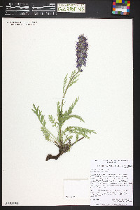 Phacelia sericea image