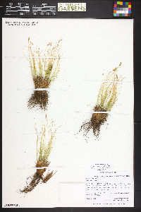 Carex elynoides image