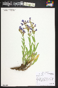 Penstemon saxosorum image