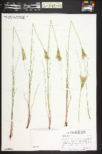 Juncus interior image