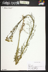 Sisymbrium altissimum image