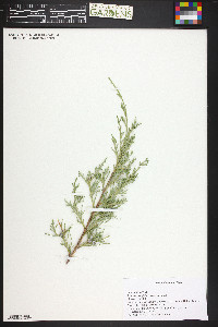 Juniperus virginiana var. virginiana image