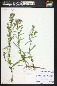 Symphyotrichum ascendens image