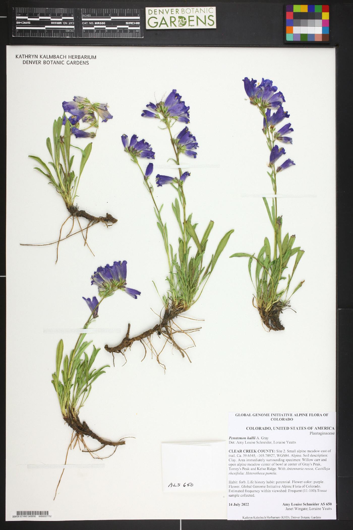 Penstemon hallii image
