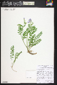 Polemonium pulcherrimum image