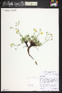 Potentilla subjuga image