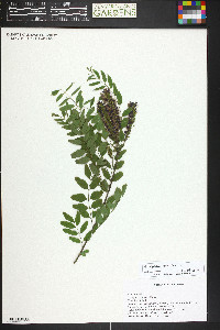 Amorpha canescens image