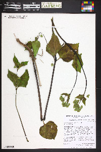 Mirabilis nyctaginea image