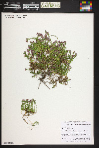 Asperula pontica image