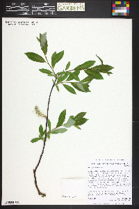 Salix planifolia image