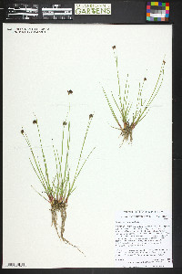 Juncus mertensianus image