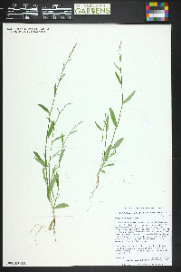 Polygonum douglasii image