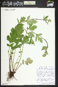 Geum macrophyllum image