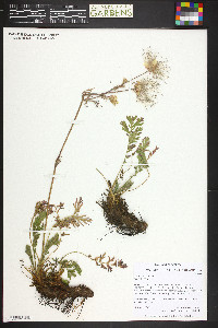 Geum triflorum image