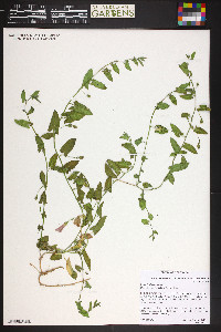 Convolvulus arvensis image