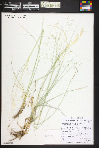 Eriocoma hymenoides image