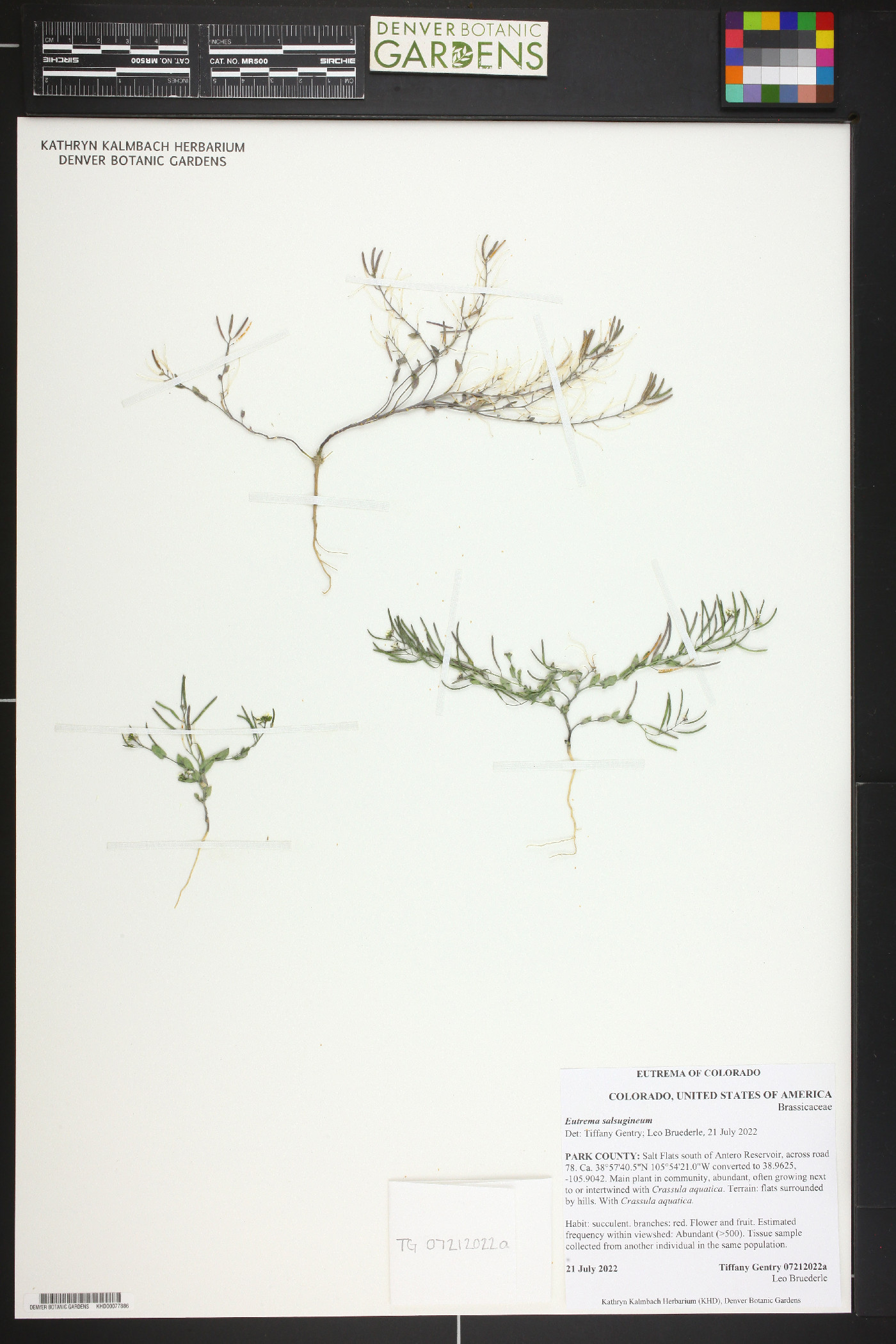 Eutrema salsugineum image