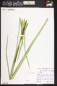 Typha angustifolia image