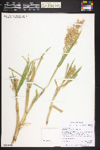 Panicum miliaceum image