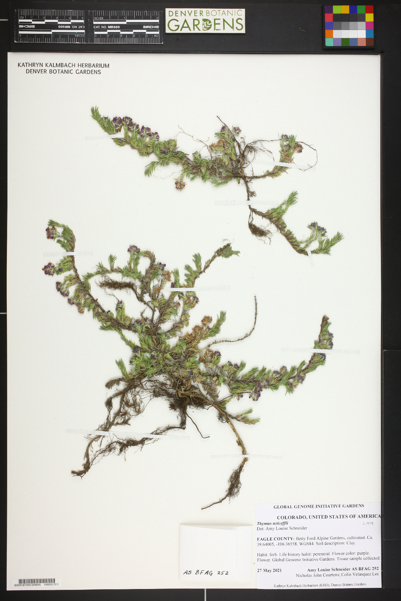 Thymus leucotrichus image