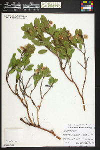 Arctostaphylos patula image