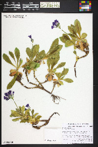 Image of Primula marginata