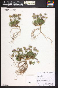 Erigeron compositus image