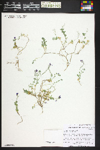 Aubrieta gracilis image