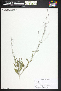 Salvia yangii image