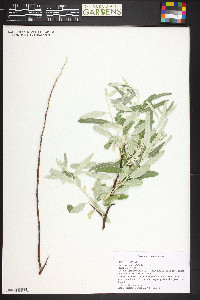 Elaeagnus angustifolia image